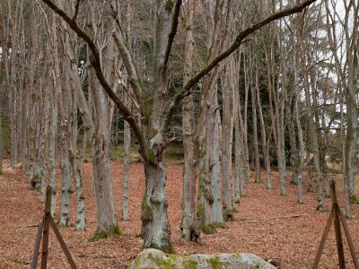 Stromořadí princezny Marie