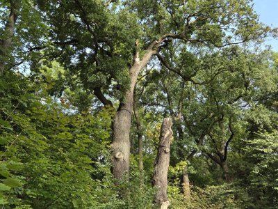 Stromořadí šesti dubů