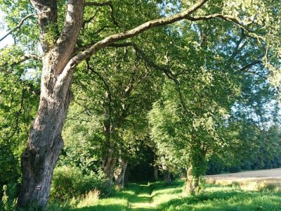 Stromořadí u Remízku v Mladé Vožici