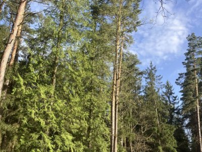 Stromořadí zeravů Mukařov