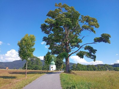 Studenovská alej Rokytnice nad Jizerou
