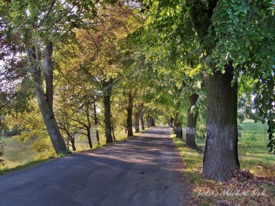 Svárovská alej