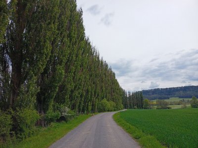 Topolové stromořadí u Lukové